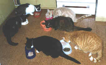 cats in the kitchen