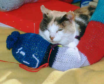 cat with knitting