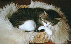cat in basket asleep