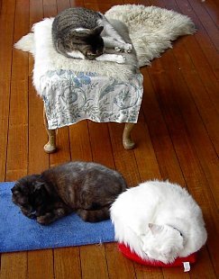 three cats on cushions